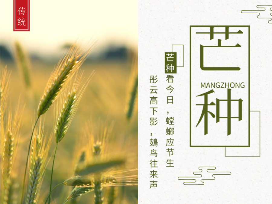 今日芒種，忙有所獲，不負耕耘！